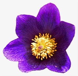 Wild Desert Flower By Jeanicebartzen27 On Deviantart