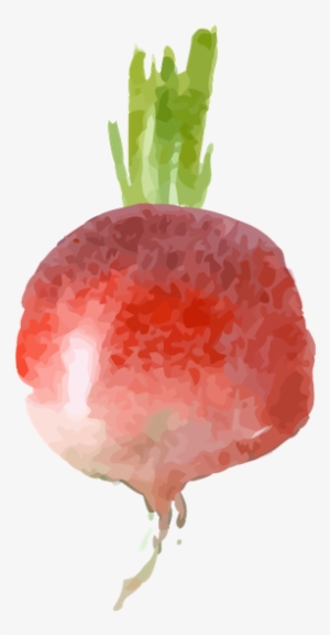 Chioggia Beet - Strawberry