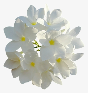 White Flowers 849770 960 720