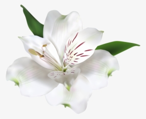 Attn - Peruvian Lily