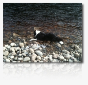 Alpha Really Wishes He Could Find An Extra Line, He - Cardigan Welsh Corgi