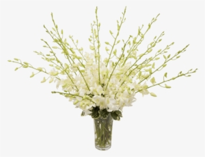 Orchid Beauty White, Large - Bouquet