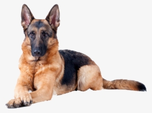 Haz De Tu Pasión Una Profesión - German Shepherd Sniffer Dog