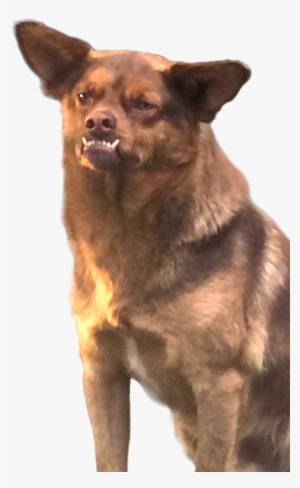 Vampipe ⍨ On Twitter - Chilaquil El Perro Memes