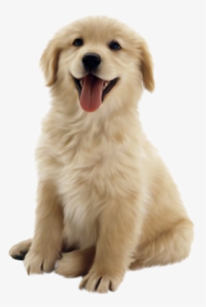 Los Mejores Planes De Salud Para Tu Perro - Hertzko Long Blade Dog & Cat Dematting Comb