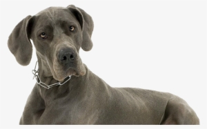 Perro, Gran Danés - Grey Great Dane