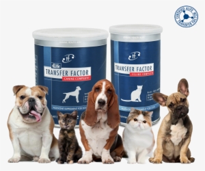 Perro - Thank You Dog And Cat