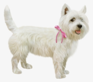 Animales Png, Perros, Formato Png, Collar De Perro - Dog