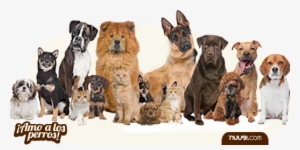 Nuugi, Enfermedades Zoonóticas En Perros - Group Of Dogs Png