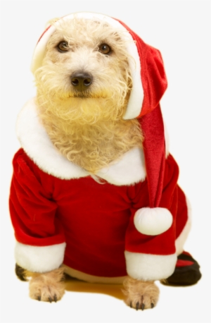 Perro Navidad 2017 Transp - Labradoodle