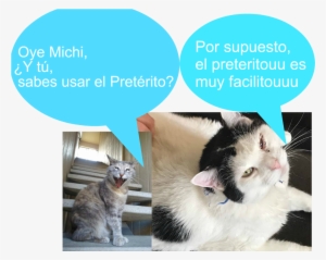 My Cat's Name Is Michi Mi Gato Se Llama Michi Who Acts - Asian