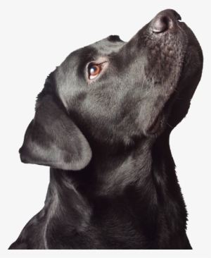 Cabeza Perro - Thank You Black Lab