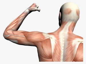 Muscle Anatomy Png
