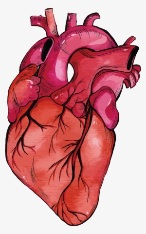 Heart Muscle Png - Realistic Heart Png - 1500x2118 PNG Download - PNGkit