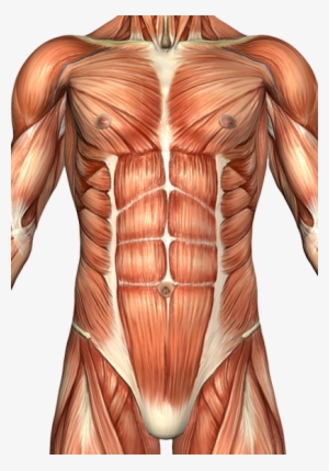 Muscles Of The Abdominal Wall Clipart Free Library - Musculus Rectus Abdominis