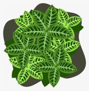 Four Leaf Clover Plant Four Leaf Clover Shamrock - Four-leaf Clover