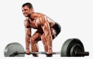 Muscle Transform - Testosterone