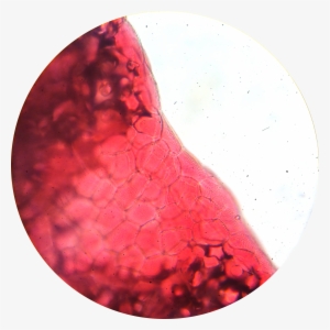 Flower Petal 1 400× - Wikimedia Commons