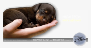 Fireworks Png8 With Alpha Transparency 76k - Veterinarian