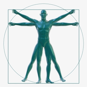 Vitruvian Man On White - Vitruvian Man
