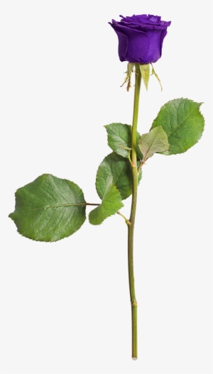 Rose Isolated Love - Violet Love
