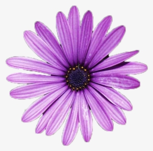 Flower Pngs - I'll Meet You There - Cd