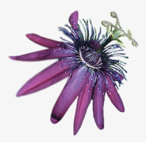 External Link - Purple Passionflower