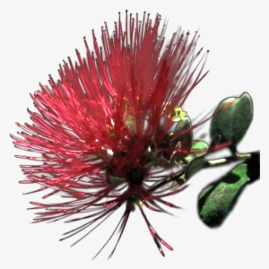 [redbrushalpha-0 - 5 ] - Ohia Clipart Png