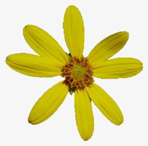 Flower Pngs - Flowers