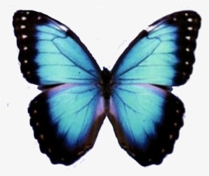 Blue Butterfly Png - Imagenes De Mariposa En Png