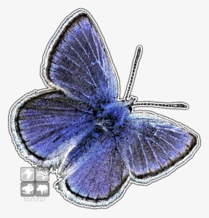 Mission Blue Butterfly Decal - Mission Blue Butterfly Png