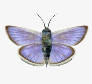 Xerces Blue - Common Blue