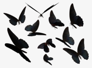 Blue Swallow Tail Butterflies By Madetobeunique On - Butterfly Tumblr Png