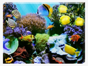 Tropic Wonder Dos - Drawing