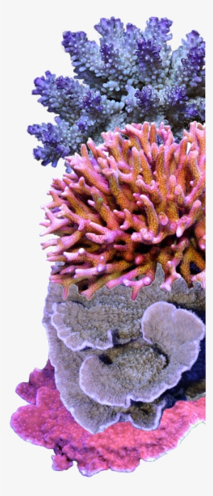 Sps Coral Care - Coral