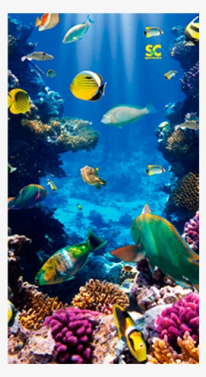 Homemarinecoral Reef Mt5072 - Tropical Fish Case - Ipad Air