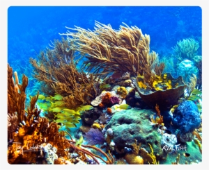 Cutting Boards - Peace Cutting Board