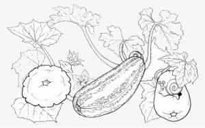 Drawing Zucchini Pattypan Squash Coloring Book Vegetable - Zucchini
