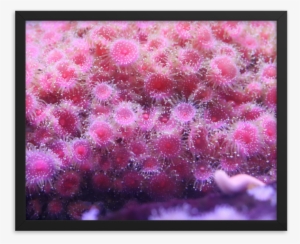 A Pile Of Pink Polyps Positioned Perfectly Poke From - Black