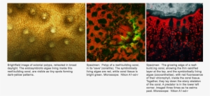 Coral A1r - Marine Biology