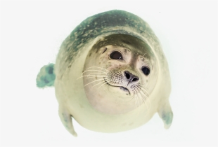 Seal Swimming Png Image - Cutie-pie Seal Journal: 150 Page Lined Notebook/diary
