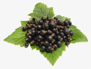 Transparent Fruit Material For Sweet Blueberry - Wild Fruit Png