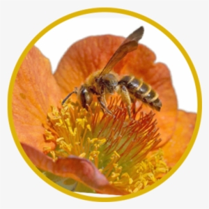 Mining Bees, Andrena Spp - Honeybee