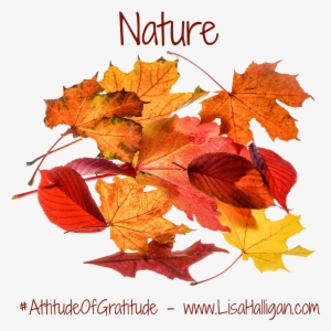 Gratitude - Feedburner