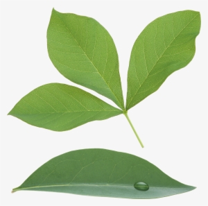 Green Leaves Png Image - Portable Network Graphics