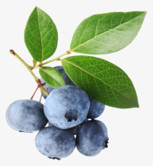 Go To Image - Blue Berry Leaves