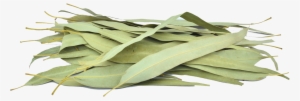 Organic Eucalyptus Leaves - Gum Trees