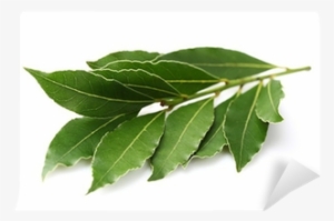 Laurel Planta Png