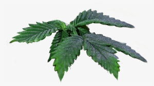 Seeds Cannabis Leaves - Cannabis