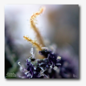 Macro Lens Marijuana Leaf - Cannabis